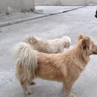 فروش توله قیمت یک ونیم دونه ای