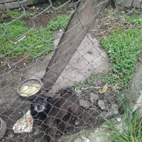 سگ نر پا کوتاه