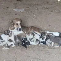 جفت توله نرو ماده