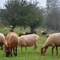 گوسفند چراشده پرواری وگوشتی بضمانت مرجوعی|حیوانات مزرعه|مشهد, نوید|دیوار