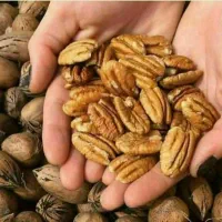 فروش درخت گردو پکان بذری|خدمات باغبانی و درختکاری|کنگاور, |دیوار