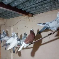 ۷ کفتر معاوضه فقط با قوقاز ماده