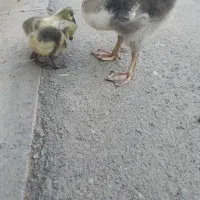 جوجه قوغاز فروش فقط امروز