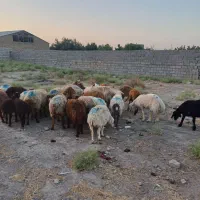 گوسفند تعاونی تنظیم بازار/ خونی ۱۰٪تخفیف ویژه|حیوانات مزرعه|مشهد, توس (بلوار توس)|دیوار