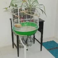انواع قفس