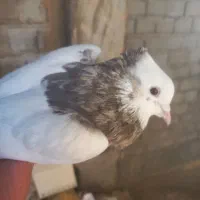 کبوتر طوقی وقفس|پرنده|برخوار, |دیوار