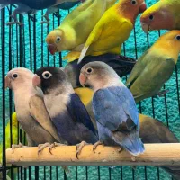 طوطی برزیلی مولد در رنگ های خاص|پرنده|قائمشهر, |دیوار