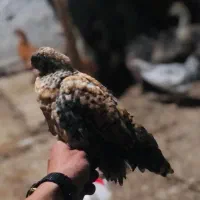 سلام جوجه فروشی