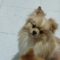 سگ پامر|سگ|تهران, کیانشهر|دیوار