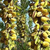 نهال بادام گردو اصلاح شده پیوندیی دیرگل خوشه ای