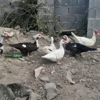 فروش اردک خارجی نر و ماده