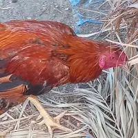 خروس چابهاری|حیوانات مزرعه|حور, |دیوار