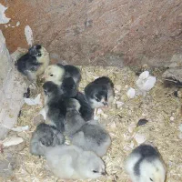 تخم مرغ نطفه دار نژاد گلین|حیوانات مزرعه|رفسنجان, |دیوار