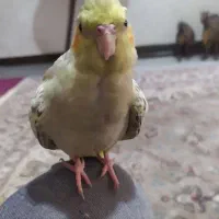 عروس هلندی  گمشده