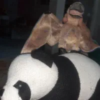 تعدادی عروسک قدیمی  از قیمت 50 هزار  تا 400 هزار|اسباب‌‌بازی|تهران, دولاب|دیوار