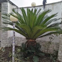 درخت سیکاس|گل و گیاه طبیعی|آمل, |دیوار