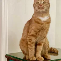 فروش  ۲ عدد گربه خانگی|گربه|تبریز, |دیوار