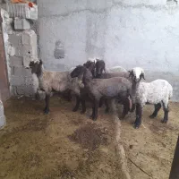 تعداد ۶بره ماده روستای بشیراباد