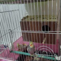 دو جفت عروس هلندی|پرنده|هشتگرد, هشتگرد قدیم|دیوار