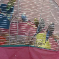 ۶ عدد مرغ عشق  به شرط  تخم گذاری و سلامت