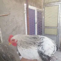 مرغ و خروس|حیوانات مزرعه|قم, بنیاد|دیوار