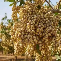 پیوند درخت پسته