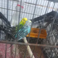 مرغ عشق|پرنده|شیراز, کوشک میدان|دیوار