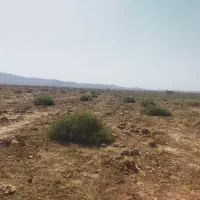 خار شتر درجه یک