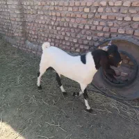 نر بز پاکستانی اصل|حیوانات مزرعه|مه ولات, |دیوار