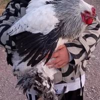 خروس هفت ماهه برهما لایت