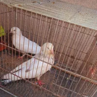 یک جفت شخی امیدیه هستم