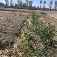 زمین باغی پویینک قرچک(سند تک برگ)|فروش زمین و ملک کلنگی|قرچک, پویینک|دیوار