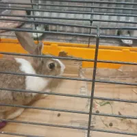 خرگوش|موش و خرگوش|شیراز, انجیره|دیوار