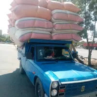 کاه گندم وگلرنگ معاوزه باگوسفند