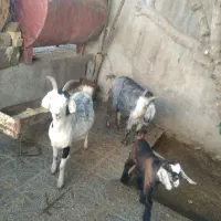 بز و بزغاله|حیوانات مزرعه|گچی, |دیوار