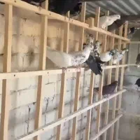 کبوتر بارجدید مایه کفتر