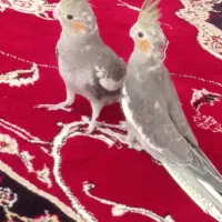 جوجه عروس هلندی 45 روزه|پرنده|سراب, |دیوار