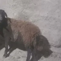 گوسفند جوان ۱ساله