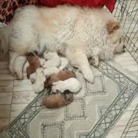 چاوچاو ژاپنی