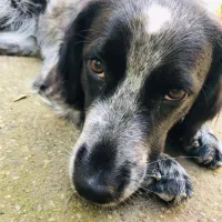 سگ گمشده|حیوانات|رشت, بلوار گیلان|دیوار