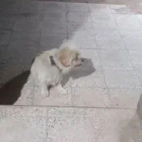 پاکوتاه خونگی