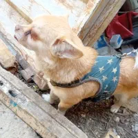 توله پاکوتاه|سگ|گنبد کاووس, |دیوار