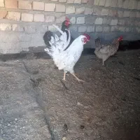 یک عدد خروس گلین