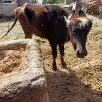 حشواا قصابی