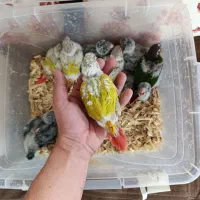 طوطی گرینچیک سرلاکی در رنگ های کلکسیونی|پرنده|قائمشهر, |دیوار