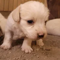 توله سگ پا کوتاه|سگ|اصفهان, شهرک کاوه|دیوار