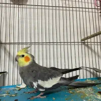 جفت عروس هلندی