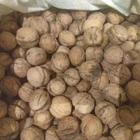 گردو