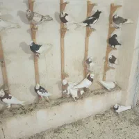 17تا کفتر نر