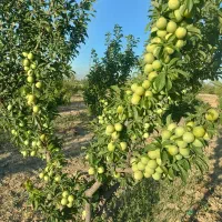 باغچه 300 متر کرج هشتگرد تنکمان